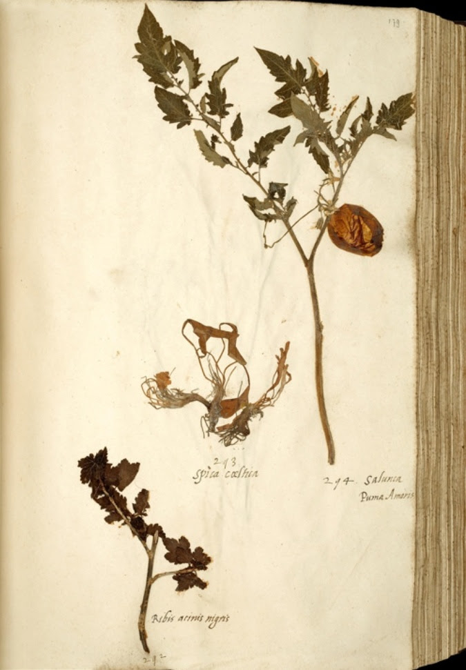 Φυτολόγιο με την παλαιότερη διατηρημένη ντομάτα της Ευρώπης. Ιταλική συλλογή, 1542-1544.   Φωτογραφία: Wikimedia Commons